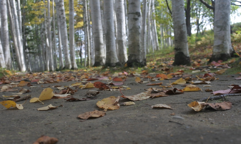 ここには秋の足音が
