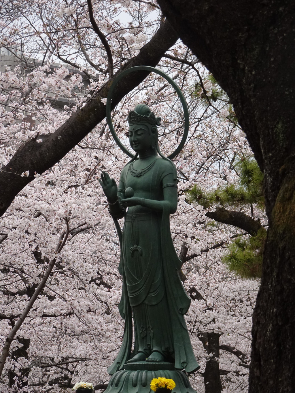 観音様の見守る中で