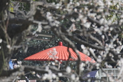 野点傘と白梅