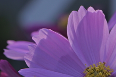 ピンクのコスモス
