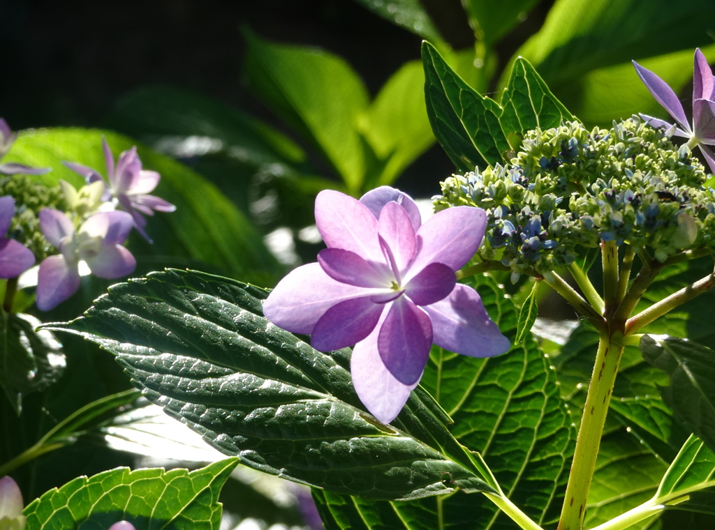 紫陽花