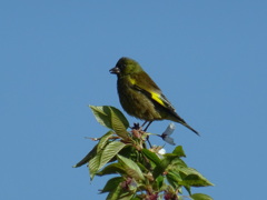 桃源郷をご一緒に　出会った鳥さん