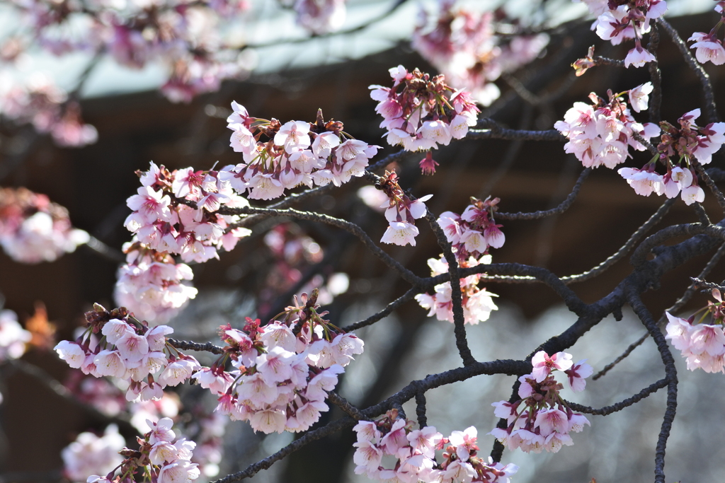 寒桜