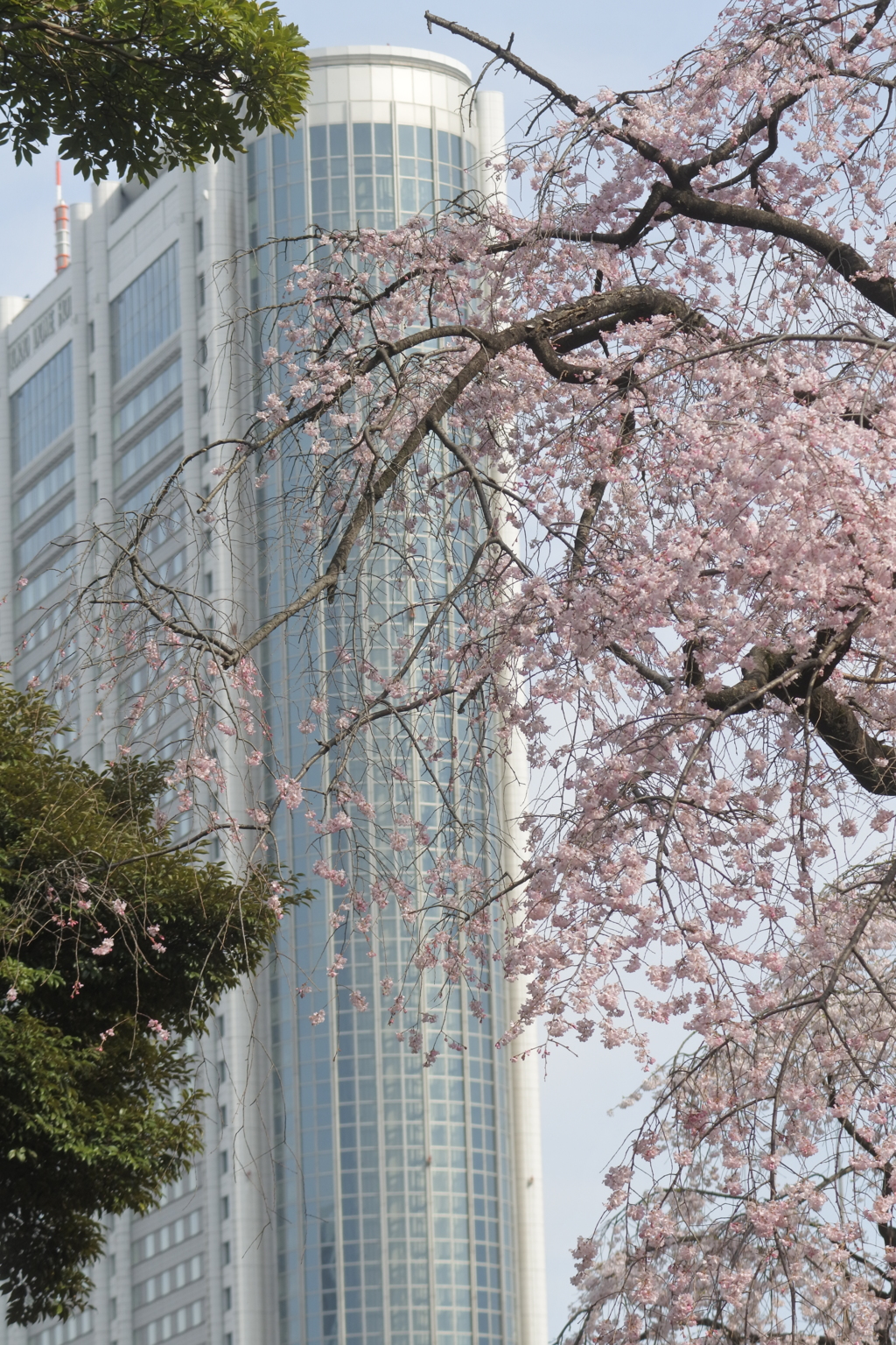 ドームシティホテルと桜