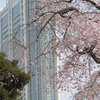 ドームシティホテルと桜