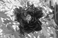 モノクロぼたん　濃