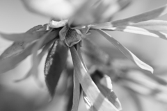 陽射しの中のリボン