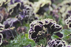 花衣　黒真珠