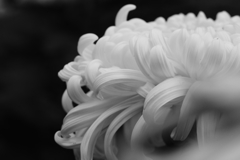 展示されていた菊