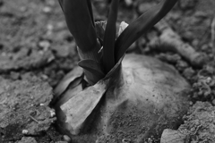 メタリック・タマネギ