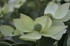 たぶんヤマボウシ