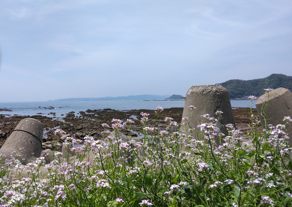 鯛の浦遊歩道から