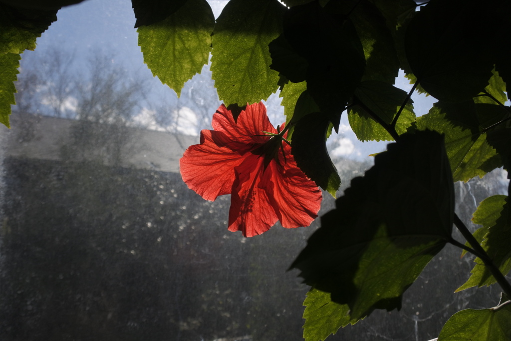 温室の花