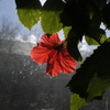 温室の花