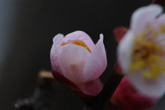 春の夢密やかに