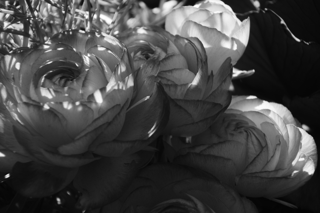 降り注ぐ夢のかけら