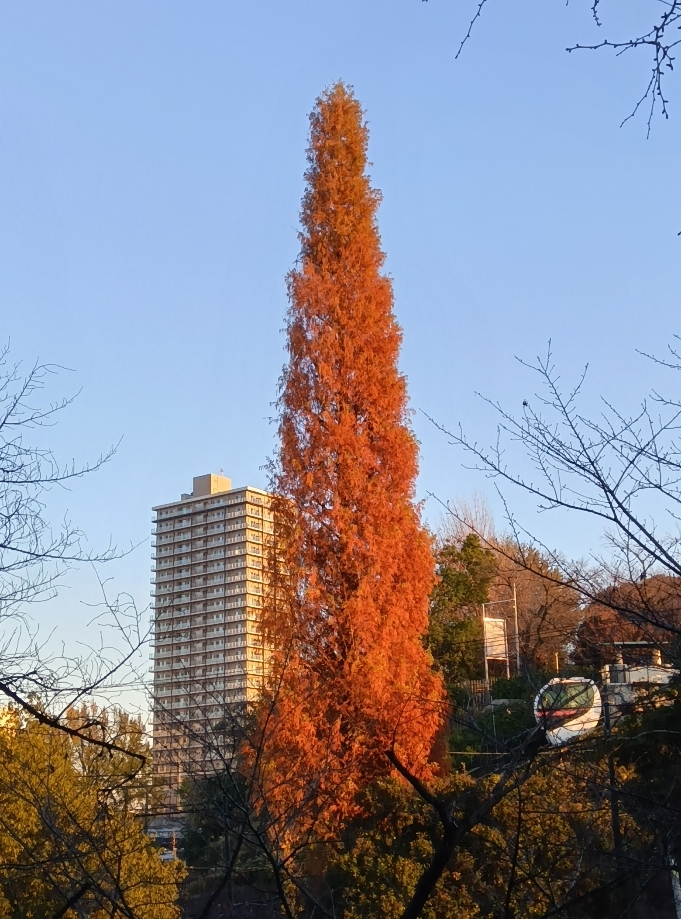 メタセコイヤとアスカルゴ