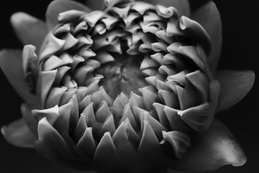 もう少し待ってね。私きれいに咲くから。