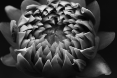 もう少し待ってね。私きれいに咲くから。