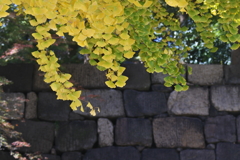 石垣と銀杏