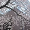 桜並木とビル