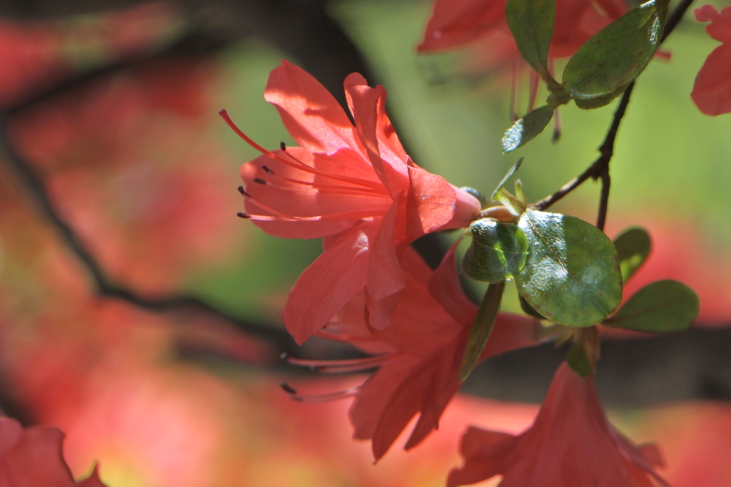 毎年撮るつつじ２