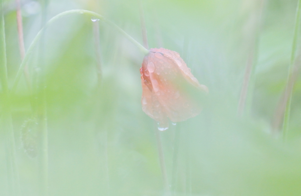 雨の日の花は・・・