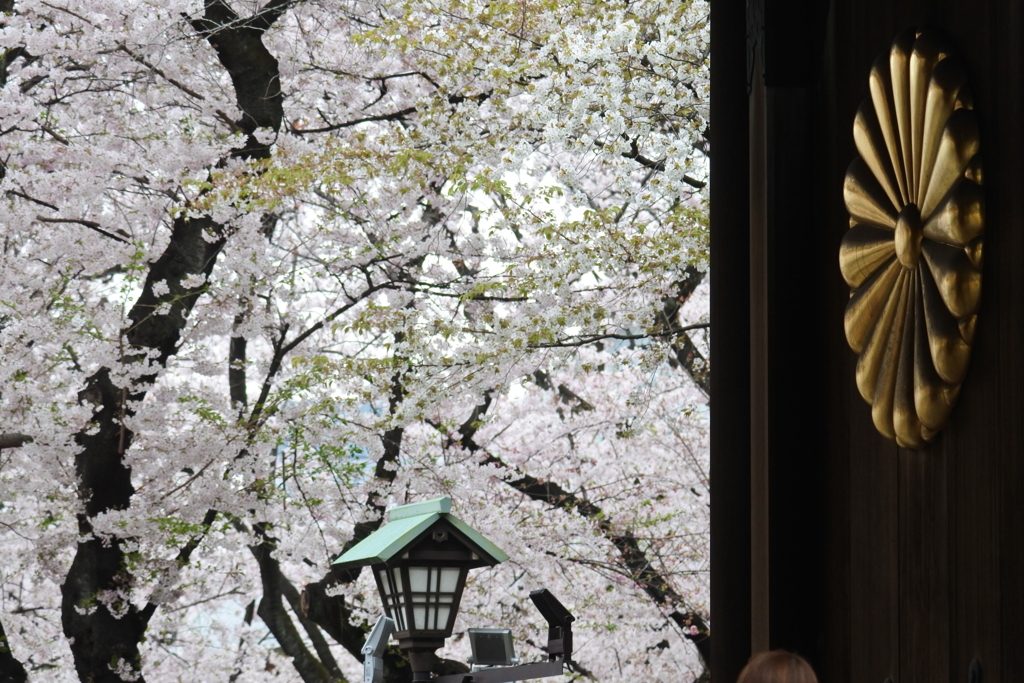 桜が恋しい