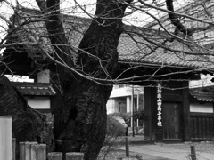 長野県上田高等学校に残る門