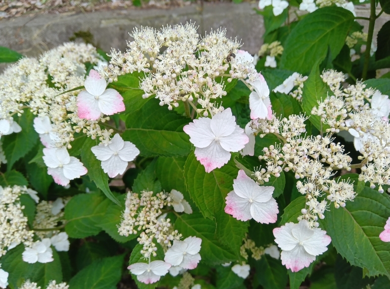 飛鳥山の紫陽花