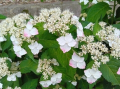 飛鳥山の紫陽花