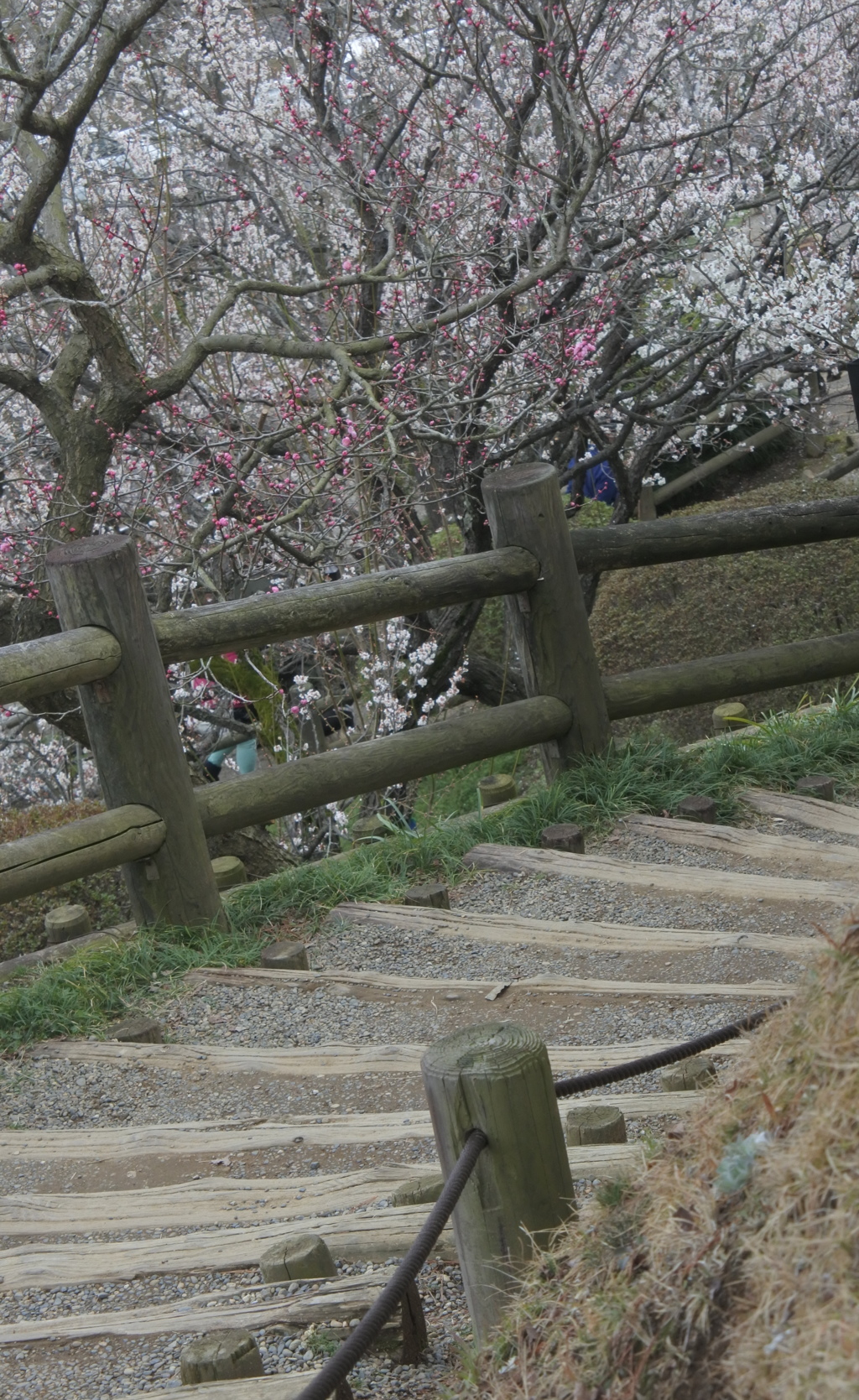 梅の階（きざはし）