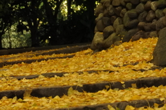 銀杏もみじの参道