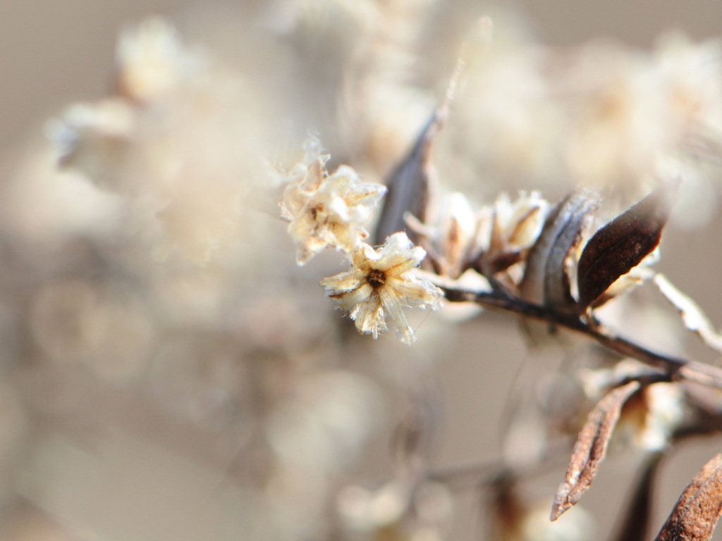 セイタカアワダチソウ