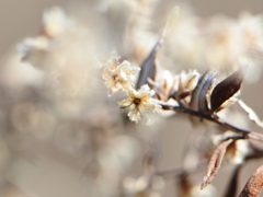 セイタカアワダチソウ