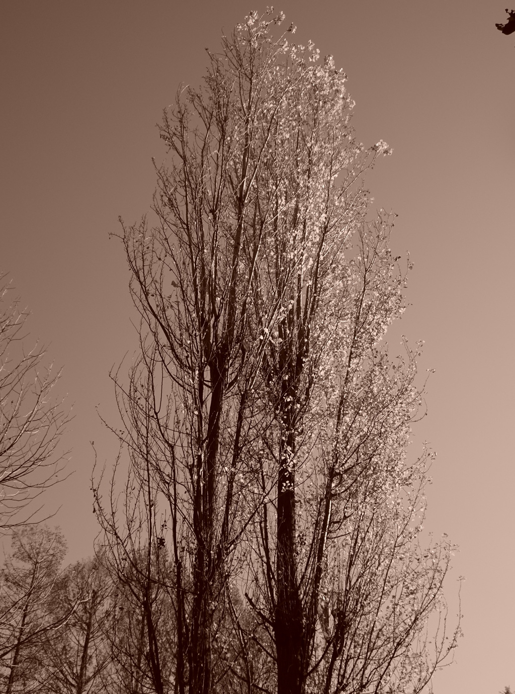 寄り添うポプラ