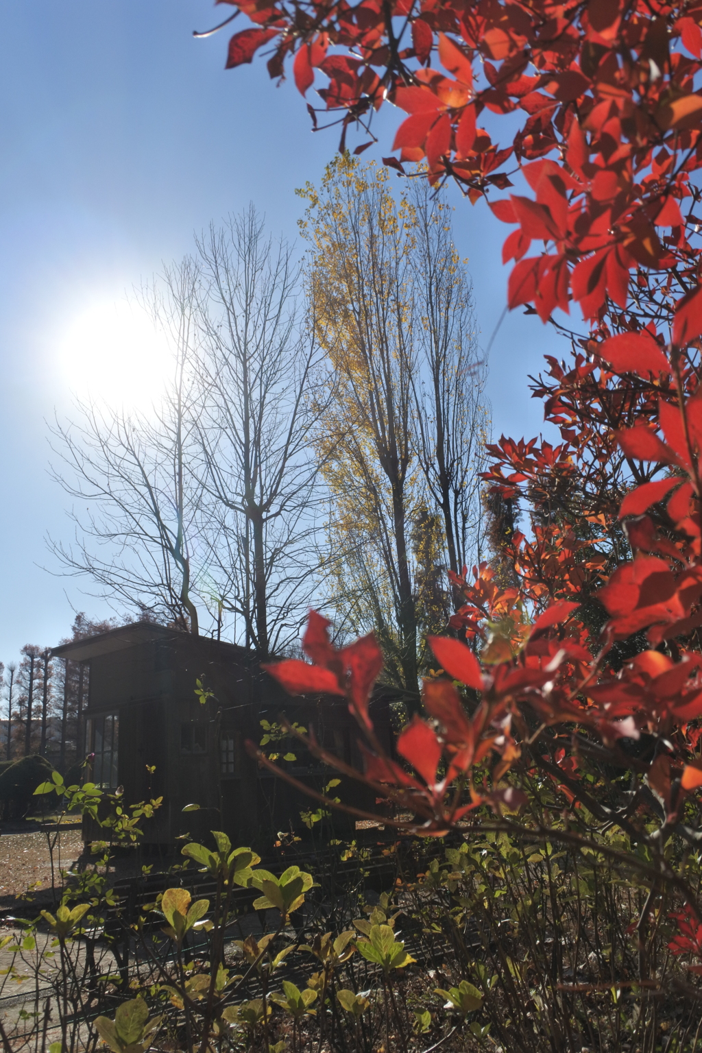 ドウダンツツジとヒヤシンスハウス