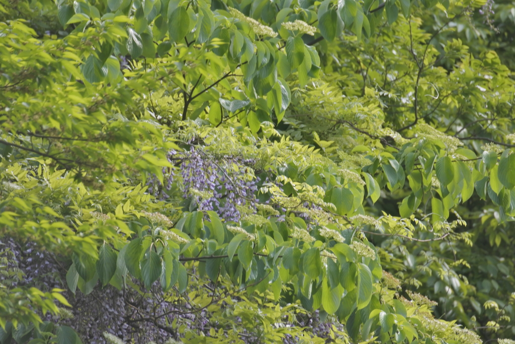 新緑と藤