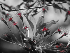 花は散れど・・・