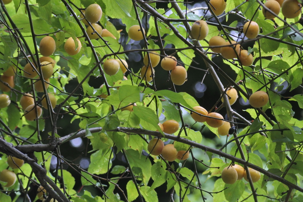 雨に濡れる梅の実