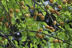 雨に濡れる梅の実