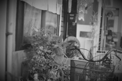 猫ちゃんがいる！