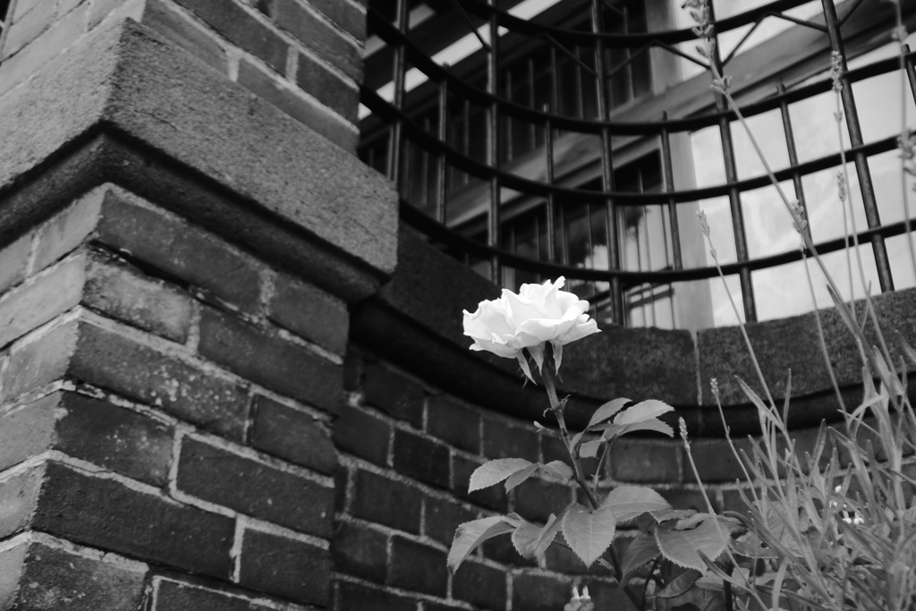 薔薇一輪