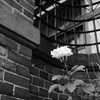 薔薇一輪