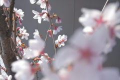 さ・く・ら