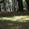 日のあたる場所で咲く小さな花たち