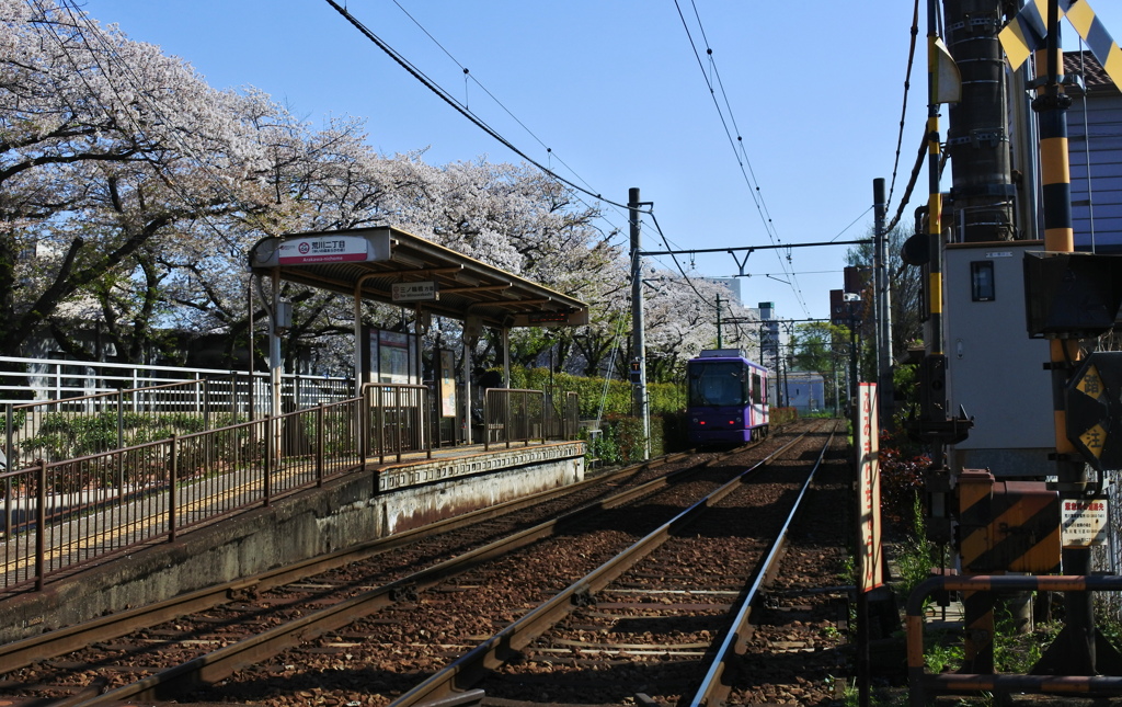 都電に乗ってお花見