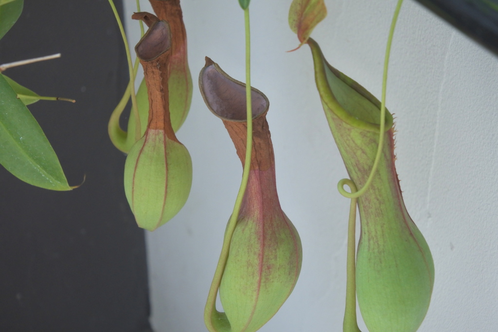 踊り場のウツボカズラ