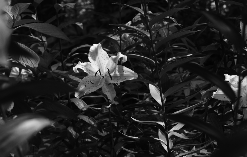 山百合　モノクロ