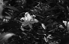 山百合　モノクロ